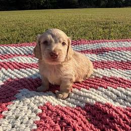 Sam - Cream male Dachshund puppy in New Albany, Mississippi from Double A. Doxies
