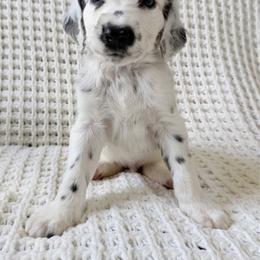 Monstera - LUA long coat - White and black male Dalmatian puppy in Jefferson, Georgia from Spotted Jewels Dalmatians
