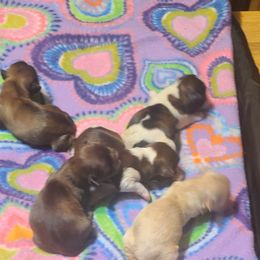 Puppy 4 - Black and white male Shih Tzu puppy in Belleville, Michigan from Patricia's Heavenly Earth Angels