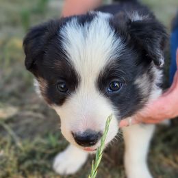 Girl 5 - Tri-color Border Collie puppy in Idaho from Lacy Mountain Stockdogs