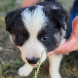 Girl 5 - Tri-color Border Collie puppy in Idaho from Lacy Mountain Stockdogs