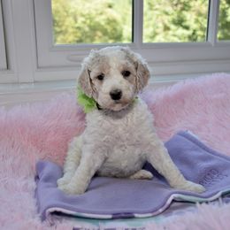Bernedoodle and Goldendoodle Puppies from Above and Beyond Standards