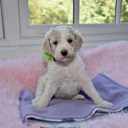 Bernedoodle and Goldendoodle Puppies from Above and Beyond Standards