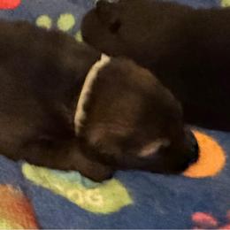 Suzanne - Sable female German Shepherd puppy in Winterport, Maine from Vom Stevens Old Fashioned German Shepherds