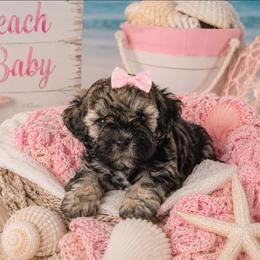 Miss Moana - Brindle female Shihpoo puppy in Hertford, North Carolina from Heaven Sent Shihpoo's
