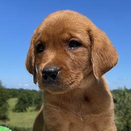Boy 2 - Yellow Labrador Retriever puppy in Harrison, Arkansas from Brandywine Labradors