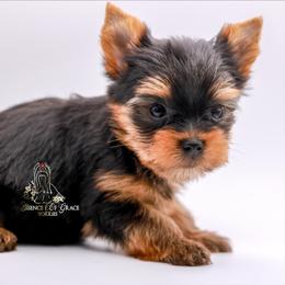 Yorkshire Terrier Puppies from Essence of Grace Yorkies