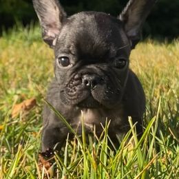 Cane Corso, English Bulldog, and French Bulldog Puppies from Alchemy Guardian Kennel