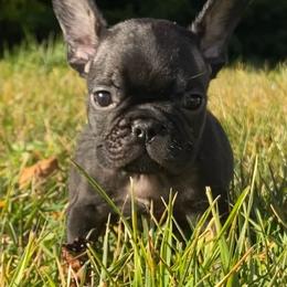 Cane Corso, English Bulldog, and French Bulldog Puppies from Alchemy Guardian Kennel