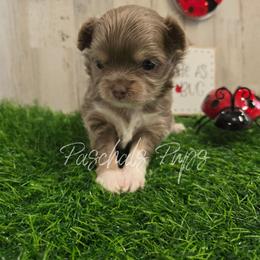 Colt - Chocolate blue male Chihuahua puppy in Bowdon, Georgia from Paschal's Pups