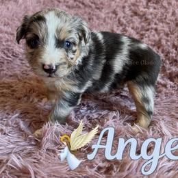 Angel - Blue merle female Miniature Australian Shepherd puppy in Millington, Tennessee from Goading Glee Glade