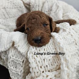 Green Boy - Red male Labradoodle puppy in Payson, Utah from Utah County Labradoodles