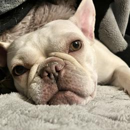 Vivi - French Bulldog