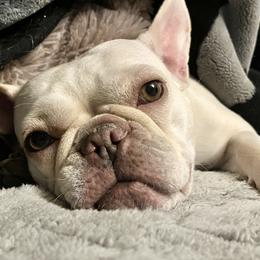Vivi - French Bulldog