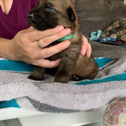 Girl 1 - German Shepherd puppy in Waycross, Georgia from Lloviendo Shepherds