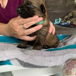 Girl 1 - German Shepherd puppy in Waycross, Georgia from Lloviendo Shepherds