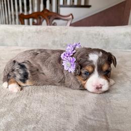 Clover - Blue merle female Bernedoodle puppy in Royse City, Texas from Platinum Bernedoodles of Texas