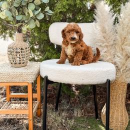 Blue collar boy - Red  male Goldendoodle puppy in Spokane, Washington from Dream Doodles in Spokane WA