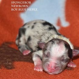 SpongeBob - Blue merle male Miniature Australian Shepherd puppy in Patterson, North Carolina from DreamLine Aussies