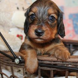 Girl 1 - Red female Dachshund puppy in Craig, Colorado from Rocky Mountain Shih Tzus and Dry Creek Miniature Dachshunds