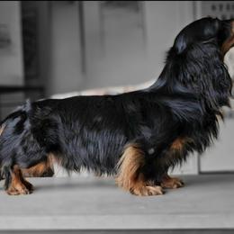 Kash - Black and tan male Dachshund puppy in Woodland, Washington from SJs Dachshunds