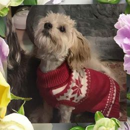 Rusty - Havanese