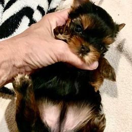 Yorkshire Terrier Puppies from Panache Yorkies