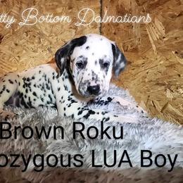 Dalmatian Puppies from Spotty Bottom Dalmatians