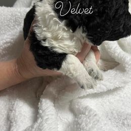 Poodle Puppies from DH Poodles