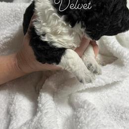 Poodle Puppies from DH Poodles