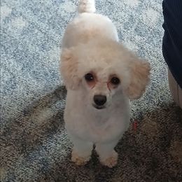 Poodle puppies from Precious Poodle Babies