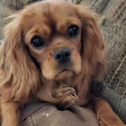 Winnie - Cavalier King Charles Spaniel