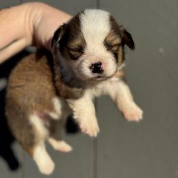 Caesar - Sable male Pembroke Welsh Corgi puppy in East Oakdale, California from Rhettro Kennels