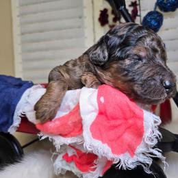 Rowan - Merle male Goldendoodle puppy in Woodburn, Indiana from Lengachers Cuddly Doods