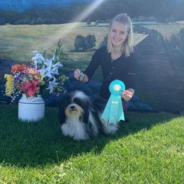 Havanese Puppies from SunWyst Havanese