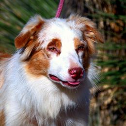 Ambre - Red merle female Australian Shepherd puppy in Pima, Arizona from Lazy D Ranch Australian Shepherds