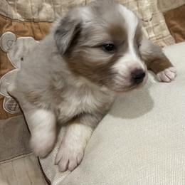 Messmer (Yaybahar) - Dilute blue male Australian Shepherd puppy in Bennett, Colorado from Alolan Angel Aussies