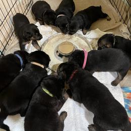 German Shepherd Puppies from Dady Shepherds