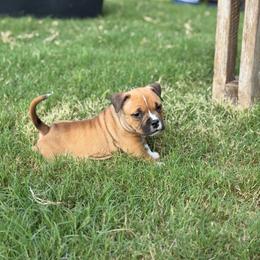Pie - Red female American Bully puppy in Princeton, Texas from District 12 Kennels