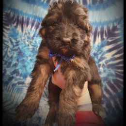 Chunk - Black and tan male German Shepherd puppy in Fort Jennings, Ohio from Von Holtzapple German shepherds