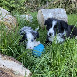 Border Collie Puppies from Apex Border Collies