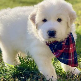 OFA health tested Purple Boy - Great Pyrenees puppy from River's Bend Walnut Orchard
