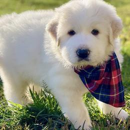 OFA health tested Purple Boy - Great Pyrenees puppy from River's Bend Walnut Orchard
