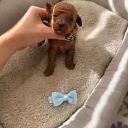 Cupid - Apricot male Poodle puppy in Miami, Florida from Sakura Poodles