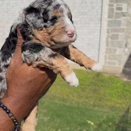 Basil - Blue merle male Bernedoodle puppy in Richmond, Texas from Harper’s Heartbeats