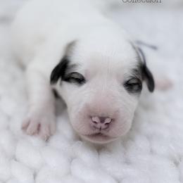 Dottie - White and badger female Great Pyrenees puppy in San Marcos, California from Faith Family Freedom Farm