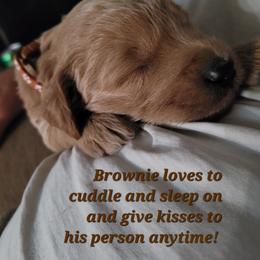 Goldendoodle Puppies from 3 Willows Goldendoodles