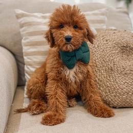 Cash - Red  male Goldendoodle puppy in Iola, Texas from Supreme Doodles of Texas