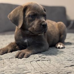 Pink - Gray brindle female Cane Corso puppy in Compton, California from Urban League Cane Corso
