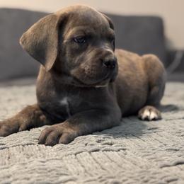 Pink - Gray brindle female Cane Corso puppy in Compton, California from Urban League Cane Corso
